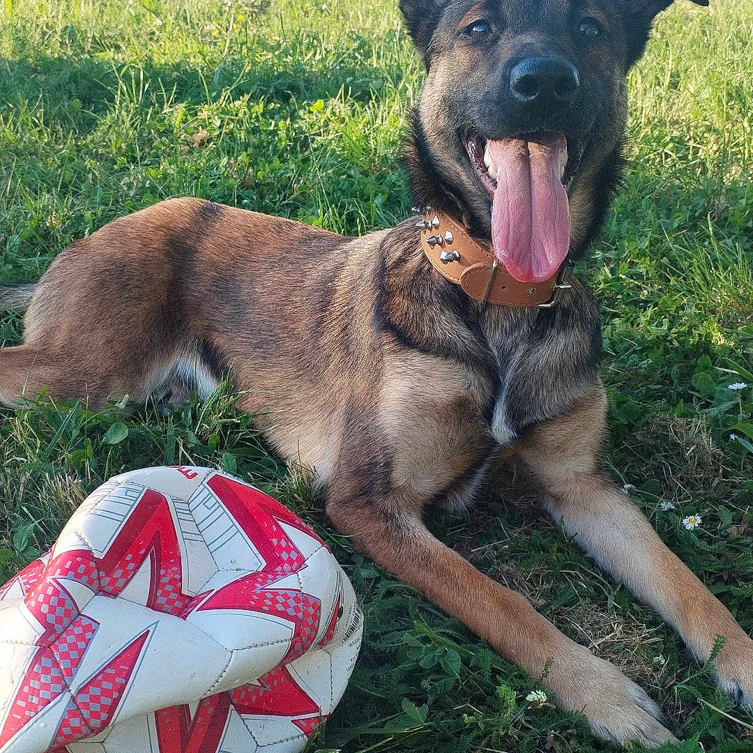 Valka a rejoint le concours — aidez-le/la à gagner de superbes lots ! animal, bench, canine, collar, dog, field, grass, happy, lying_down, nature, outdoor, park, pet, playing, soccer_ball, summer, sunlight, tongue, tongue_out, tree