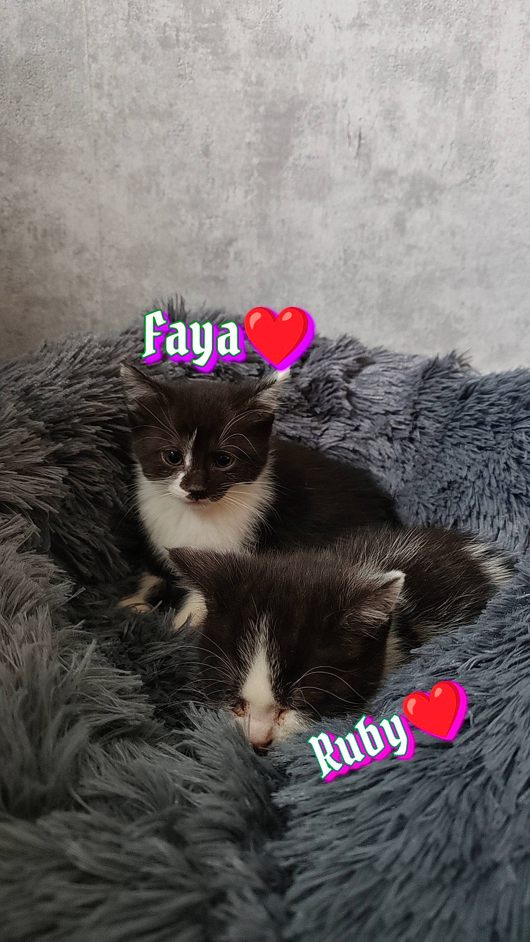 Faya participe au concours pour gagner de l'argent avec cette photo : art, carnivore, cat, claw, domestic_short_haired_cat, fashion_accessory, felidae, font, fur, grass, happy, magenta, paw, photo_caption, plant, small_to_medium_sized_cats, snout, tail, terrestrial_animal, whiskers