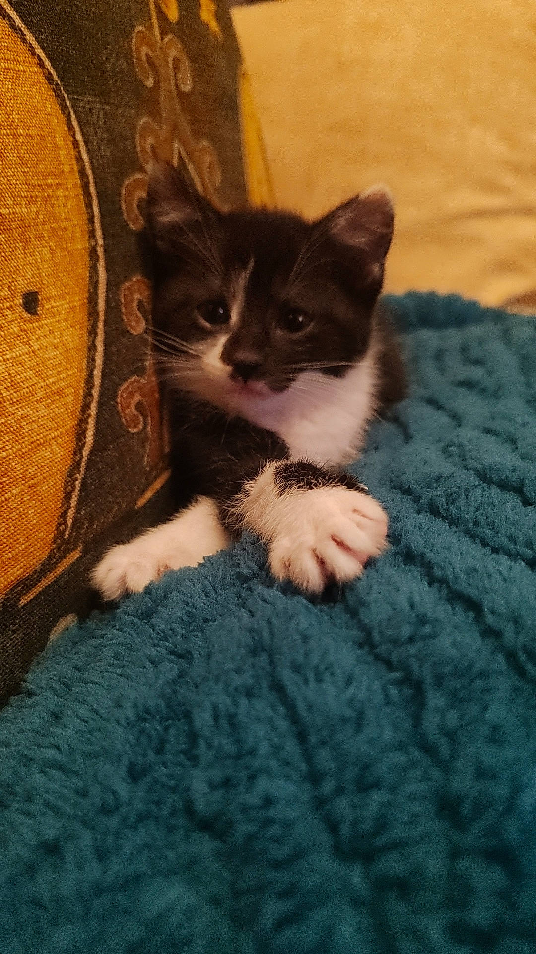 Faya participe au concours pour gagner de l'argent avec cette photo : carnivore, cat, claw, comfort, domestic_short_haired_cat, felidae, flooring, fur, grey, linens, mechanical_fan, paw, sitting, small_to_medium_sized_cats, snout, tail, textile, whiskers, wood, wool