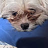 dog, small_dog, white_fur, shaggy_fur, scruffy, close_up, portrait, resting, lying_down, blue_cushion, black_nose, dark_eyes, pet, indoor, textured_fur, sleepy, adorable, funny_expression, animal, photography