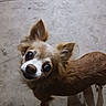 Cherbella is registered to the contest to win money with this photo: dog, small_dog, tan_fur, white_fur, fluffy_ears, large_eyes, portrait, close_up, looking_up, standing, outdoor, concrete, floor, pet, canine, cute, curious, brown_fur, animal, photography