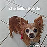 Cherbella joined the competition — help win amazing prizes! dog, small_dog, long_hair, brown_and_white, fluffy, large_eyes, pointy_ears, pink_leash, collar, standing, looking_at_camera, pet, indoor, tiled_floor, portrait, close_up, cute, funny, social_media, text_overlay