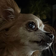 Cherbella joined the competition — help win amazing prizes! animal, canine, close_up, collar, curious, dark_background, dog, ears, fluffy, fur, looking_away, muzzle, night, outdoor, pet, portrait, reflection, side_profile, small_dog, whiskers