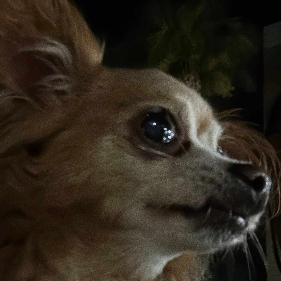 Cherbella joined the competition — help win amazing prizes! animal, canine, close_up, collar, curious, dark_background, dog, ears, fluffy, fur, looking_away, muzzle, night, outdoor, pet, portrait, reflection, side_profile, small_dog, whiskers