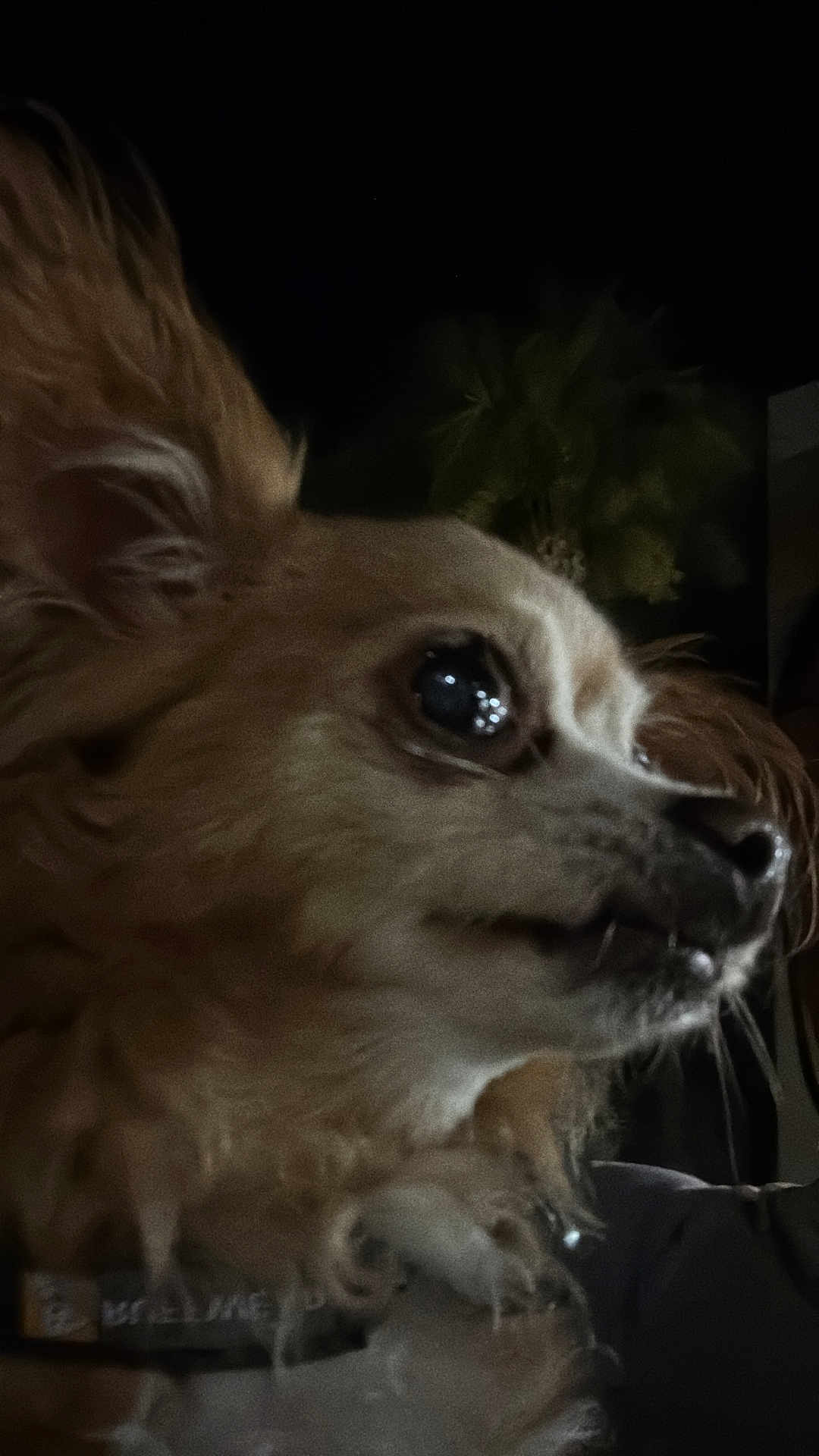 Cherbella joined the competition — help win amazing prizes! animal, canine, close_up, collar, curious, dark_background, dog, ears, fluffy, fur, looking_away, muzzle, night, outdoor, pet, portrait, reflection, side_profile, small_dog, whiskers