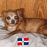 Cherbella joined the competition — help win amazing prizes! dog, small_dog, long_hair, brown_fur, lying_down, bed, blanket, bedroom, wood_paneling, portrait, pet, animal, face, eyes, flash_photography, relaxed, indoor, domestic_animal, flag, dominican_republic