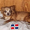 dog, small_dog, long_hair, brown_fur, lying_down, bed, blanket, bedroom, wood_paneling, portrait, pet, animal, face, eyes, flash_photography, relaxed, indoor, domestic_animal, flag, dominican_republic