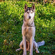 Urus participe au concours pour gagner de l'argent avec cette photo : animal, blue_eyes, canine, dog, flowers, fluffy_tail, garden, grass, greenery, husky, leash, nature, outdoor, pet, photography, pointed_ears, portrait, siberian_husky, sitting, sunlight