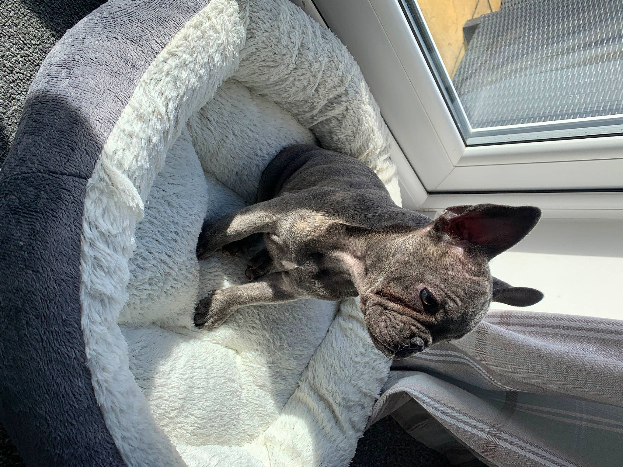 Arya is registered to the contest to win money with this photo: carnivore, cat, comfort, cornish_rex, devon_rex, fawn, felidae, german_rex, mammal, nap, peterbald, rex_cat, small_to_medium_sized_cats, snout, sphynx, vertebrate, whiskers