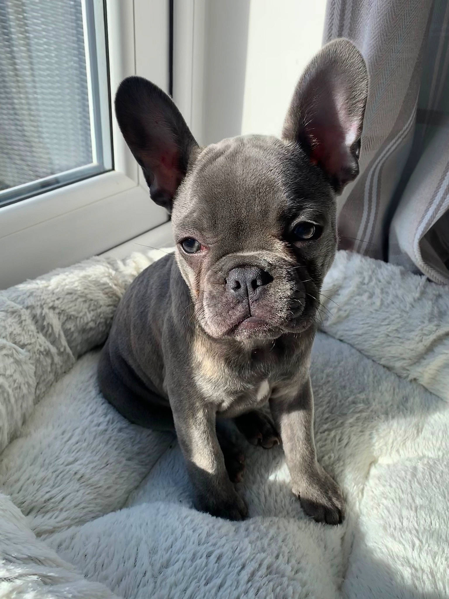 Arya is registered to the contest to win money with this photo: boston_terrier, bulldog, canidae, carnivore, companion_dog, dog, dog_breed, fawn, french_bulldog, mammal, molosser, non_sporting_group, puppy, rare_breed_dog, snout, toy_bulldog, vertebrate