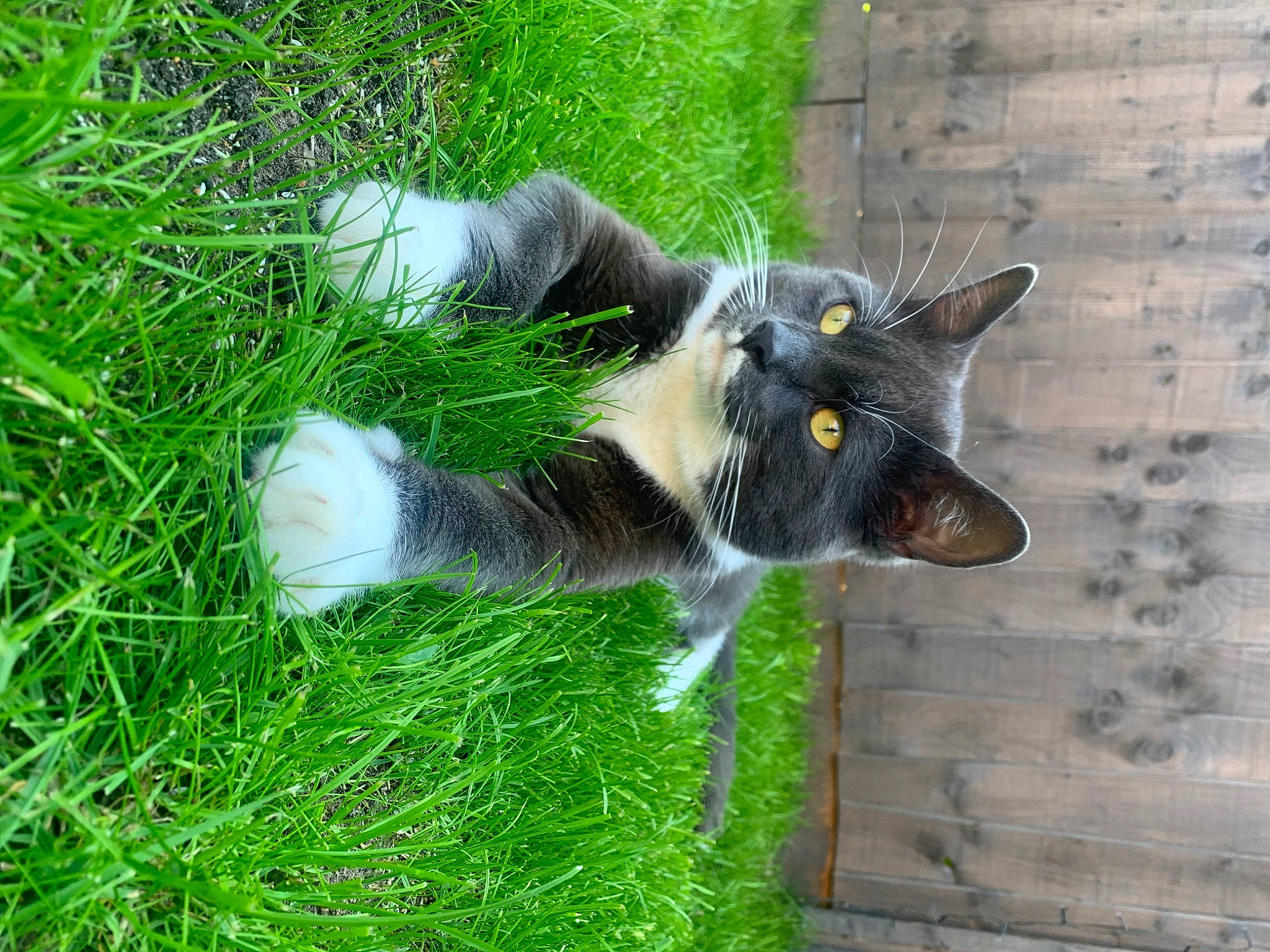 Hugo is registered to the contest to win money with this photo: canidae, carnivore, cat, domestic_short_haired_cat, ear, european_shorthair, felidae, fur, grass, green, kitten, lawn, organism, plant, polydactyl_cat, small_to_medium_sized_cats, snout, tail, whiskers