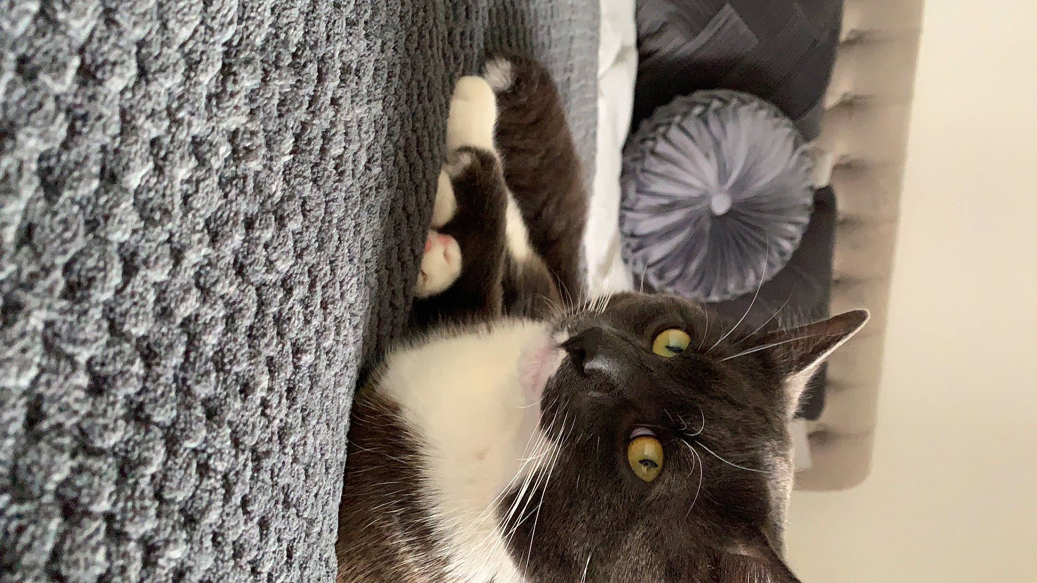 Hugo joined the competition — help win amazing prizes! black_and_white, black_cat, british_shorthair, carnivore, cat, chartreux, domestic_short_haired_cat, european_shorthair, eye, felidae, fur, kitten, korat, nebelung, norwegian_forest_cat, polydactyl_cat, russian_blue, small_to_medium_sized_cats, snout, whiskers