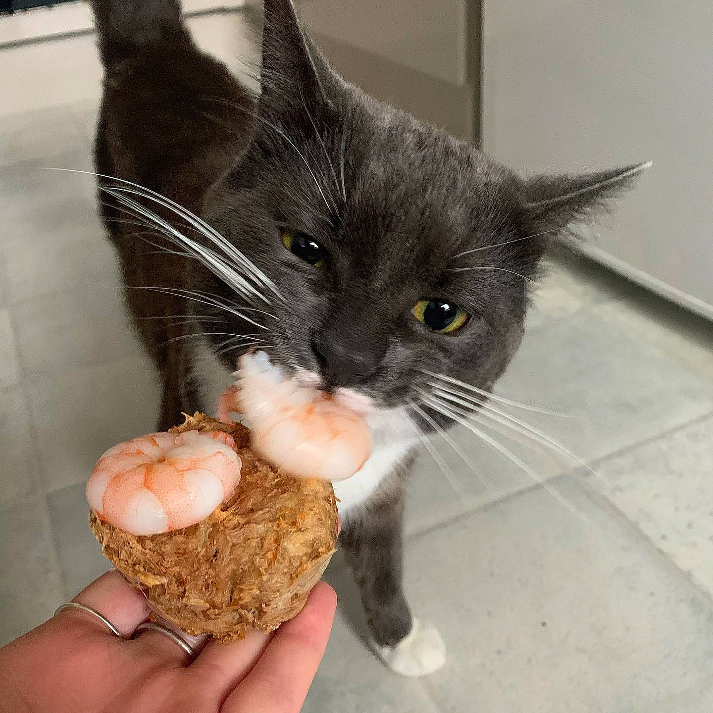 Hugo is registered to the contest to win money with this photo: black_cat, carnivore, cat, claw, domestic_short_haired_cat, european_shorthair, felidae, fur, german_rex, kitten, organism, polydactyl_cat, small_to_medium_sized_cats, snout, whiskers