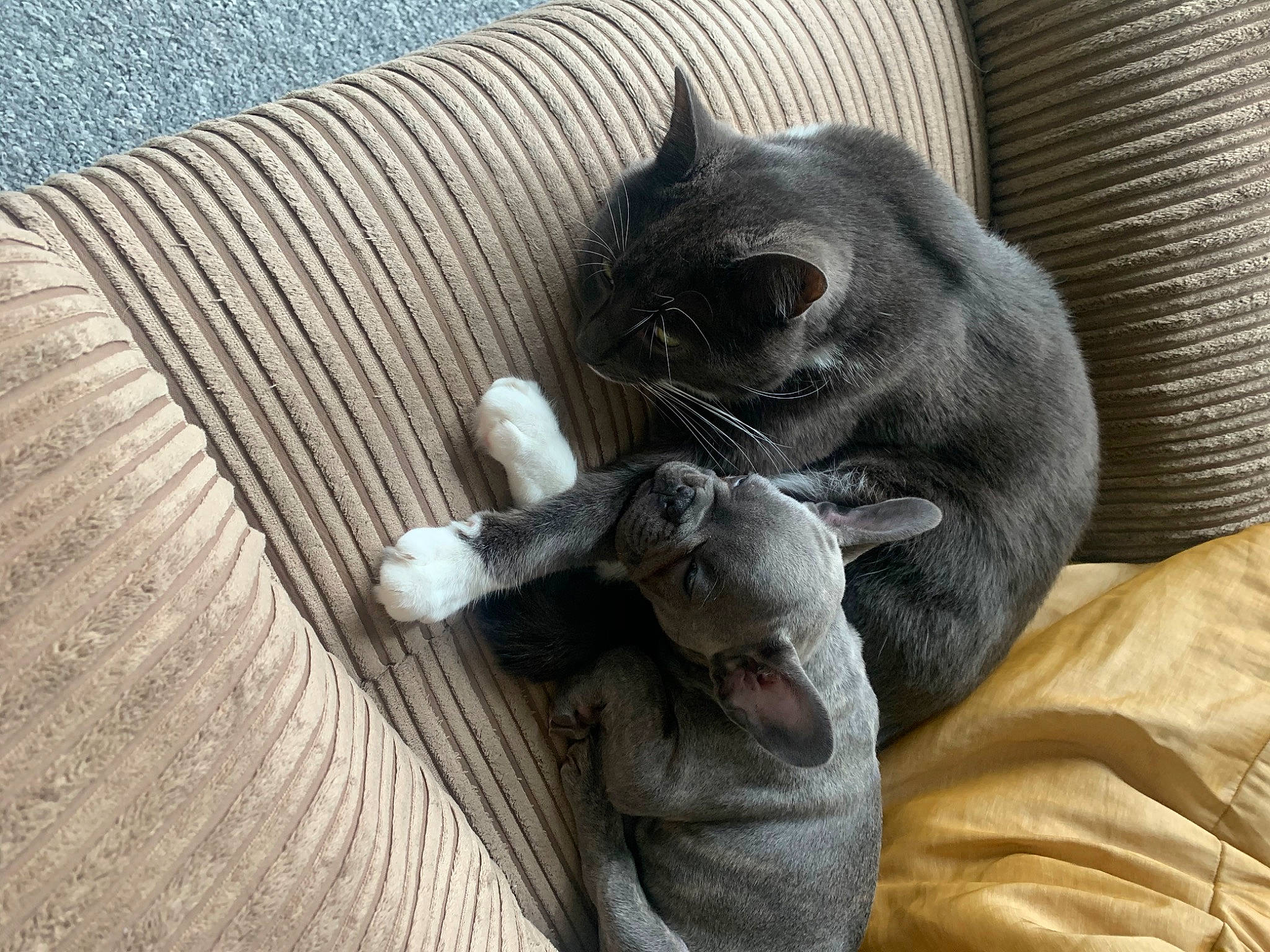 Hugo joined the competition — help win amazing prizes! asian, black_cat, british_shorthair, carnivore, cat, chartreux, comfort, domestic_short_haired_cat, european_shorthair, felidae, fur, kitten, korat, nap, nebelung, polydactyl_cat, russian_blue, small_to_medium_sized_cats, snout, whiskers