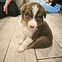 Arya a rejoint le concours — aidez-le/la à gagner de superbes lots ! puppy, dog, blue_eyes, floor, wooden_floor, indoor, cute, pet, animal, brown_and_white, sitting, young_dog, person, people, casual_clothing, background, furniture, home, curious, close_up