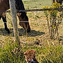 puppy, dog, horse, animal, fence, grass, field, outdoor, nature, sunny, sky, clouds, yellow_flowers, grazing, rural, farm, brown, green, collar, leash