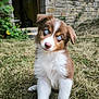 Arya a rejoint le concours — aidez-le/la à gagner de superbes lots ! puppy, dog, blue_eyes, grass, lawn, head_tilt, outdoor, stone_wall, greenery, cute, fluffy, young_dog, pet, animal, nature, portrait, curious, brown_and_white, sitting, daylight