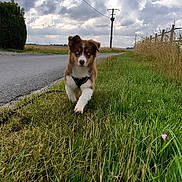 Arya a rejoint le concours — aidez-le/la à gagner de superbes lots ! dog, puppy, grass, road, sidewalk, sky, clouds, rural, field, power_lines, fence, walking, nature, outdoor, animal, canine, leash, greenery, daytime, pet