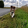 dog, puppy, grass, road, sidewalk, sky, clouds, rural, field, power_lines, fence, walking, nature, outdoor, animal, canine, leash, greenery, daytime, pet