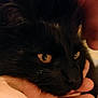 Loulou participe au concours pour gagner de l'argent avec cette photo : cat, black_cat, pet, animal, close_up, face, eyes, fur, hand, human_hand, touch, resting, indoor, cozy, intimate, warmth, soft_texture, companion, calm, domestic