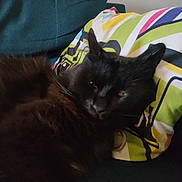 Loulou participe au concours pour gagner de l'argent avec cette photo : cat, black_cat, fluffy, pet, animal, indoor, cushion, colorful_pillow, relaxed, sleepy, fur, whiskers, ears, closeup, sofa, resting, domestic_cat, face, feline, cozy