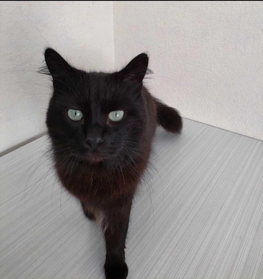 Loulou a rejoint le concours — aidez-le/la à gagner de superbes lots ! black_cat, cat, pet, animal, feline, walking, indoor, floor, wall, fur, green_eyes, whiskers, portrait, close_up, curious, domestic_cat, soft_light, texture, confident, looking_at_camera