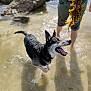 Goldye participe au concours pour gagner de l'argent avec cette photo : animal, beach, canine, dog, excited, fun, happy, legs, nature, outdoor, person, pet, playful, seaweed, shore, splash, summer, tongue_out, water, wet