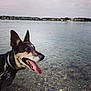 Goldye participe au concours pour gagner de l'argent avec cette photo : animal, calm, canine, collar, daytime, dog, happy, lake, leash, nature, outdoor, pet, riverbank, rocks, scenic, shore, sky, tongue_out, village, water