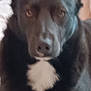 dog, black_dog, white_patch, close_up, pet, animal, indoor, portrait, furry, canine, looking_at_camera, blurry, soft_lighting, face, ears, fur, nose, mouth, indoor_lighting, domestic_animal