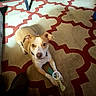 Buster joined the competition — help win amazing prizes! dog, pet, toy, carpet, floor, indoor, brown, white, animal, cute, playful, paws, ears, looking_up, collar, home, pattern, furniture_leg, footwear, light_shadow