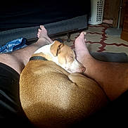 Buster is registered to the contest to win money with this photo: dog, sleeping, legs, human, indoor, floor, blanket, laundry_basket, sunlight, resting, brown, white, collar, relaxation, barefoot, carpet, wooden_furniture, home, comfort, casual