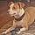 Buster