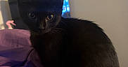 Gia is registered to the contest to win money with this photo: black_cat, kitten, purple_blanket, indoor, curious, pet, animal, fur, whiskers, ears, bed, soft_lighting, cozy, domestic, young_cat, cute, feline, sitting, small, looking