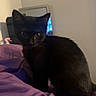 black_cat, kitten, purple_blanket, indoor, curious, pet, animal, fur, whiskers, ears, bed, soft_lighting, cozy, domestic, young_cat, cute, feline, sitting, small, looking