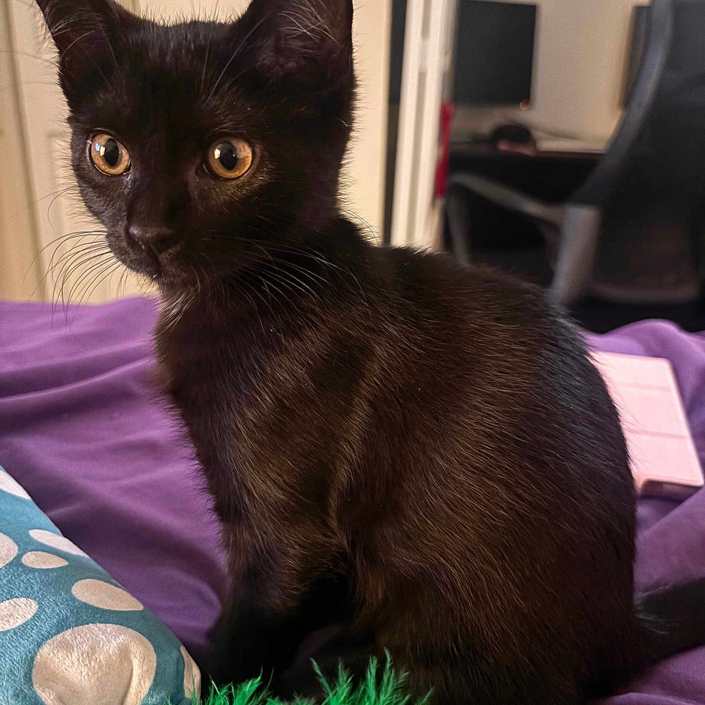 Gia