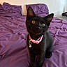 black_cat, kitten, pet, indoor, bed, purple_bedspread, collar, bell, curious, feline, animal, cute, young_cat, domestic_cat, whiskers, ears, fur, sitting, looking_up, close_up