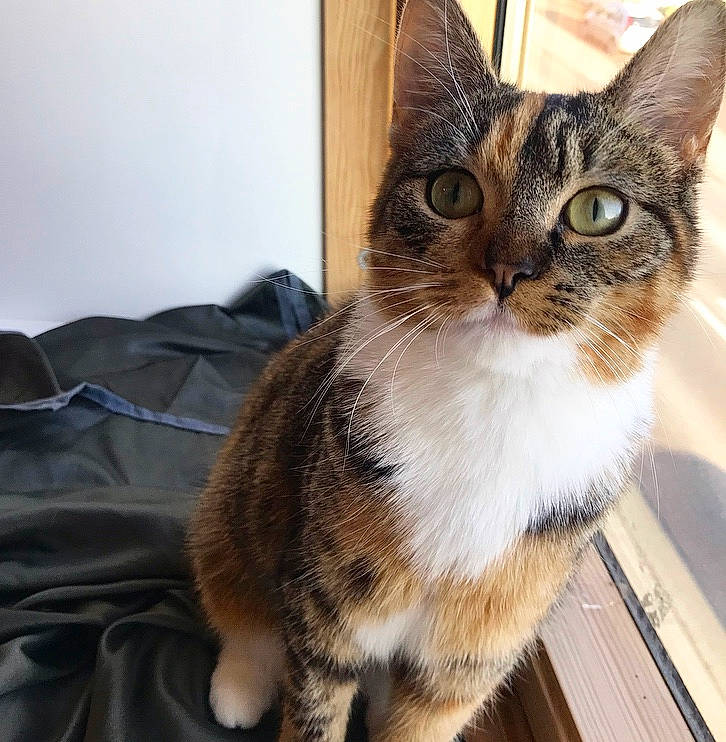 Joya participe au concours pour gagner de l'argent avec cette photo : aegean_cat, american_shorthair, american_wirehair, asian, australian_mist, carnivore, cat, domestic_short_haired_cat, dragon_li, european_shorthair, fawn, felidae, german_rex, kitten, mammal, ojos_azules, small_to_medium_sized_cats, snout, tabby_cat, whiskers