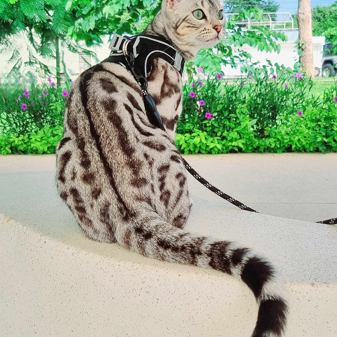 Neige a rejoint le concours — aidez-le/la à gagner de superbes lots ! alert, animal, bench, cat, curved_bench, daylight, domestic_cat, flowers, fur_pattern, green_eyes, harness, leash, nature, outdoor, park, pet, plants, spotted_fur, tail, tree