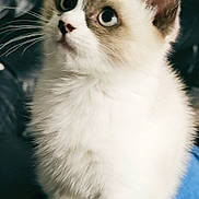 Altesse participe au concours pour gagner de l'argent avec cette photo : kitten, cat, animal, pet, fur, whiskers, blue_eyes, sitting, indoors, close_up, cute, fluffy, young, domestic_cat, looking_up, lap, soft_fur, curious, adorable, portrait