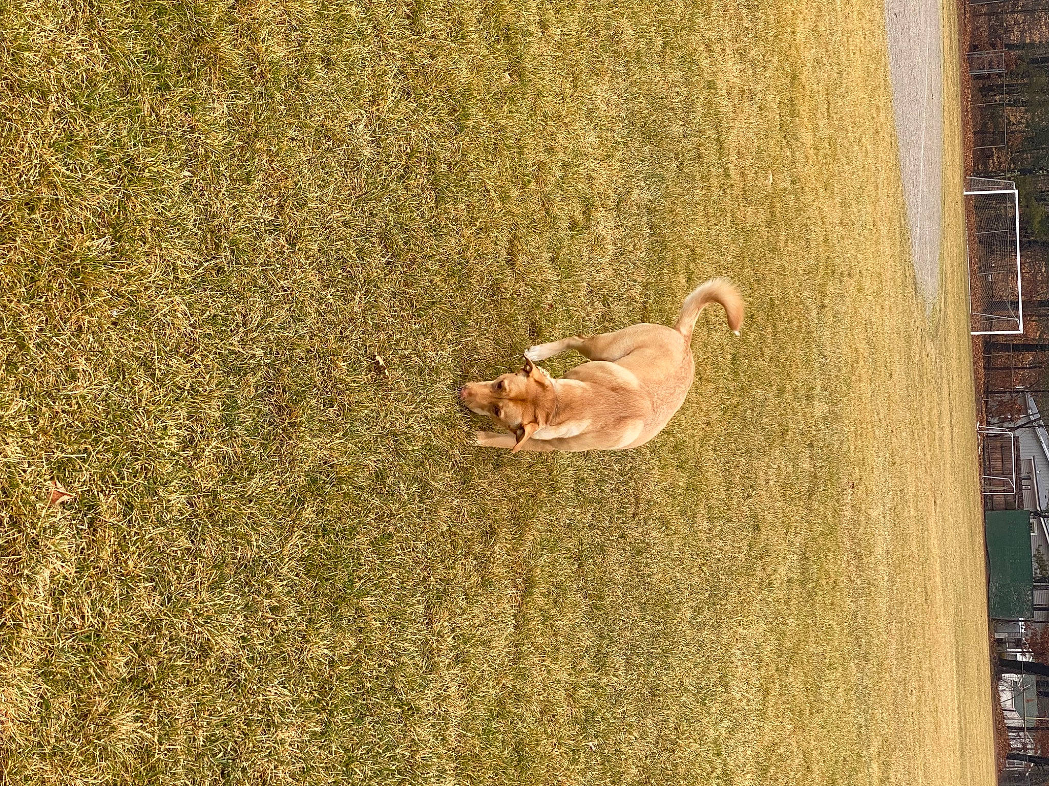 Addie joined the competition — help win amazing prizes! _geese_and_swans, art, beak, bird, canidae, carnivore, duck, ducks, fawn, felidae, flooring, grass, landscape, shadow, soil, sporting_group, tail, tree, wall, waterfowl