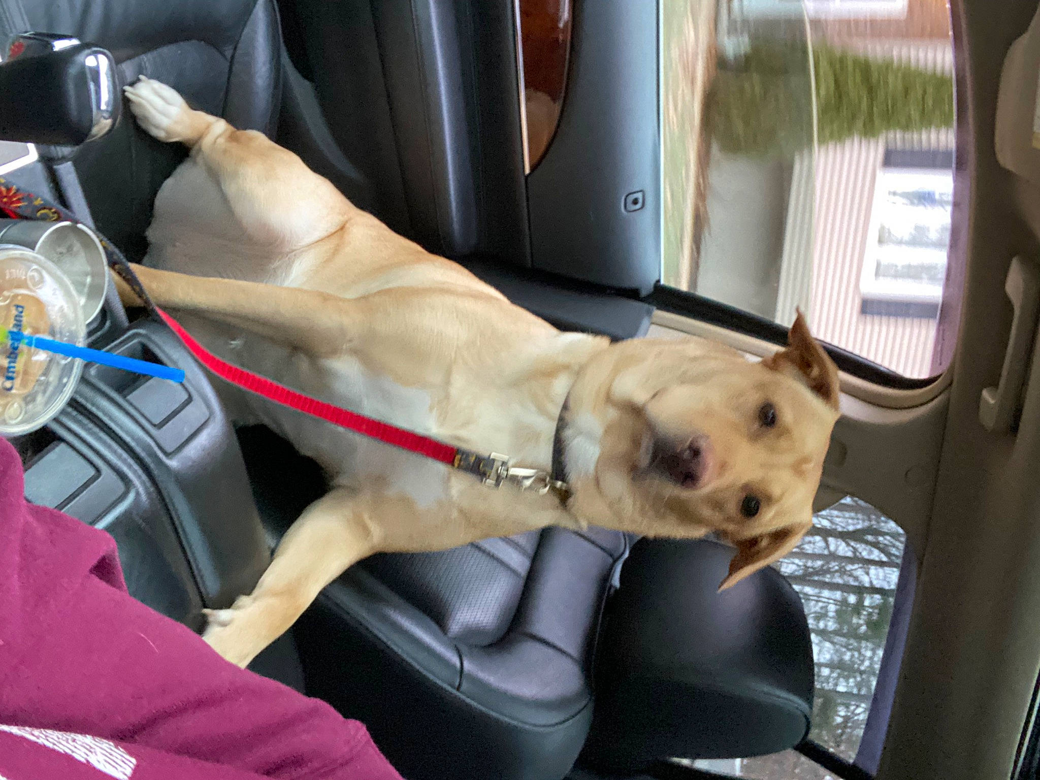 Addie joined the competition — help win amazing prizes! auto_part, canidae, car, car_seat, car_seat_cover, carnivore, collar, comfort, companion_dog, dog, dog_breed, dog_collar, family_car, fawn, motor_vehicle, seat_belt, snout, vehicle, vehicle_door, windshield
