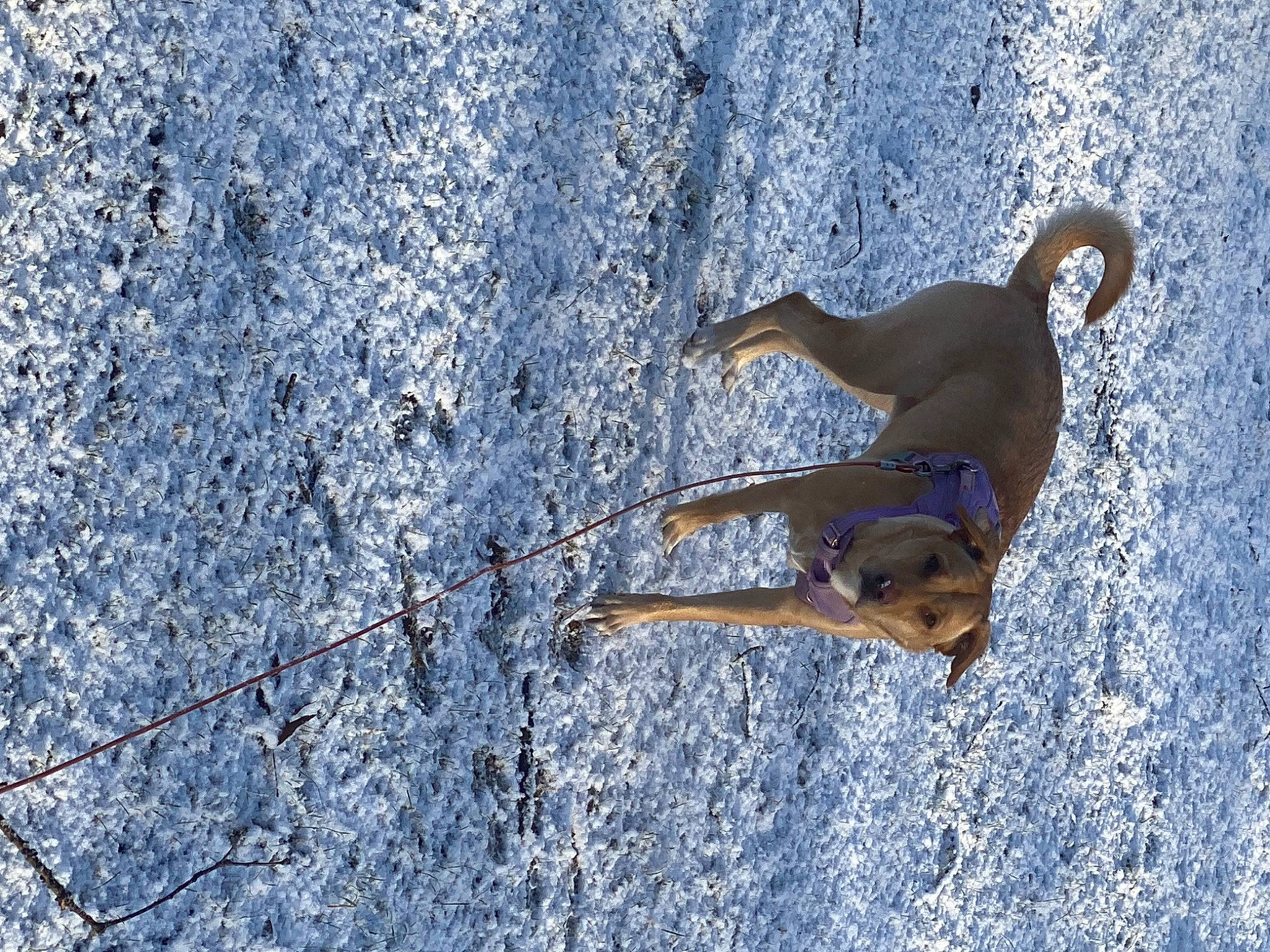 Addie joined the competition — help win amazing prizes! canidae, carnivore, dog, dog_breed, electric_blue, fawn, freezing, fun, hunting_dog, landscape, recreation, shadow, slope, snow, sporting_group, tail, winter