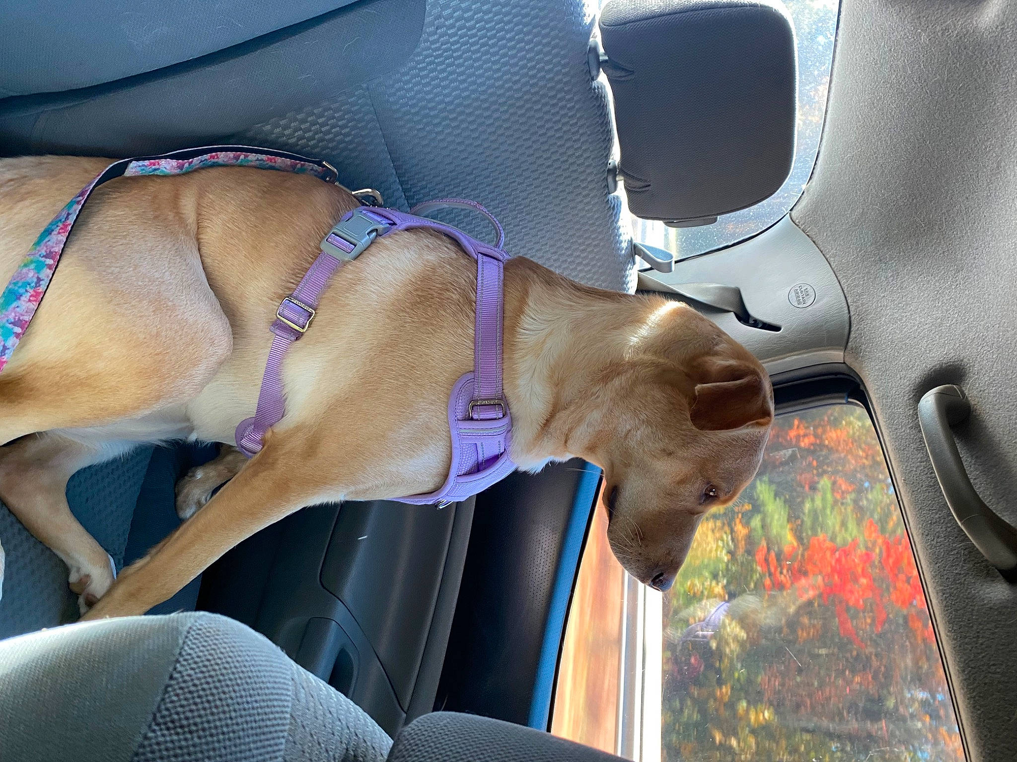 Addie is registered to the contest to win money with this photo: auto_part, automotive_design, automotive_exterior, car, car_seat, car_seat_cover, carnivore, chest, dog, head_restraint, hood, human_leg, motor_vehicle, personal_luxury_car, sunglasses, thigh, trunk, vehicle, vehicle_door, window