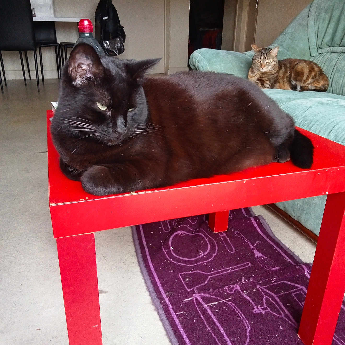 Caline a rejoint le concours — aidez-le/la à gagner de superbes lots ! animal, architecture, armchair, building, cat, chair, coffeetable, couch, diningtable, furniture, hardwood, homedecor, indoors, livingroom, manx, pet, plywood, room, table, wood