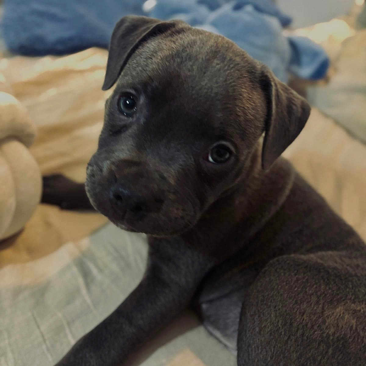 Angel a rejoint le concours — aidez-le/la à gagner de superbes lots ! adorable, animal, bed, blanket, close_up, companion, cozy, cute, dog, domestic, ears, fur, indoor, looking, paw, pet, puppy, resting, soft, young