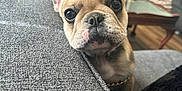 Loko Cocoa is registered to the contest to win money with this photo: dog, puppy, french_bulldog, pet, indoor, couch, living_room, ears, face, cute, curious, close_up, texture, furniture, wood_floor, table, blurred_background, domestic_animal, chain_collar, cozy