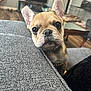 dog, puppy, french_bulldog, pet, indoor, couch, living_room, ears, face, cute, curious, close_up, texture, furniture, wood_floor, table, blurred_background, domestic_animal, chain_collar, cozy
