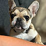 Loko Cocoa joined the competition — help win amazing prizes! dog, french_bulldog, pet, close_up, face, ears, animal, cute, companion, indoor, portrait, curious, muzzle, fur, whiskers, black_nose, looking, human_arm, background_blur, expression