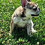 Loko Cocoa is registered to the contest to win money with this photo: dog, french_bulldog, puppy, grass, clover, outdoor, nature, pet, animal, collar, chain, green, sunlight, cute, young, sitting, tongue_out, ears_up, daytime, closeup
