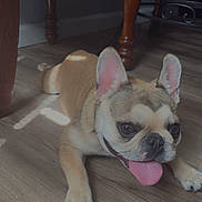 Loko Cocoa is registered to the contest to win money with this photo: dog, french_bulldog, indoor, floor, wooden_floor, tongue_out, ears_up, pet, animal, cute, canine, resting, brown_heart_emoji, furniture, chair, legs, home, light, shadow, happy